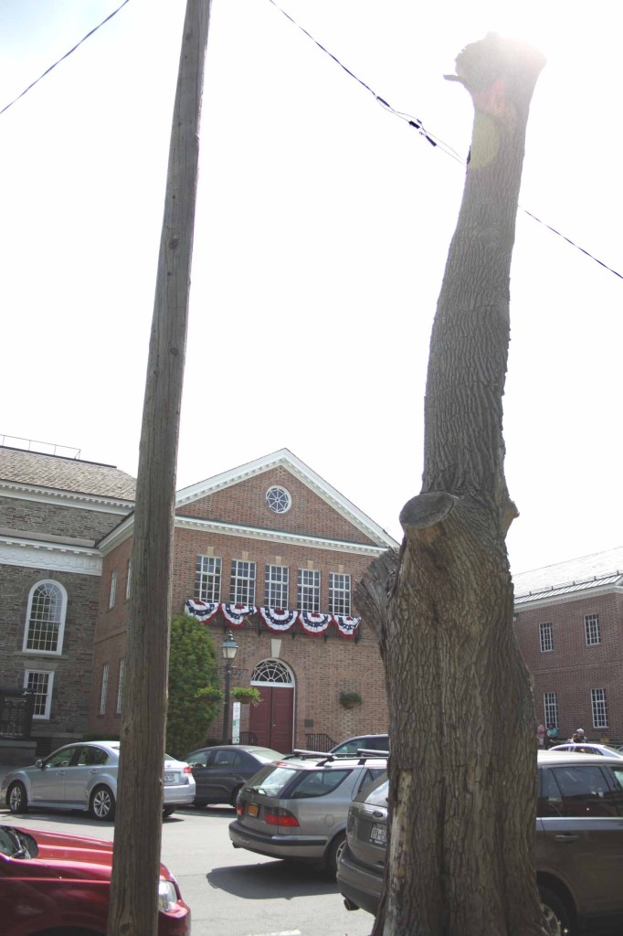 Old Tree/Light Pole Is Coming Down In Front Of Cooperstown Post Office All Otsego