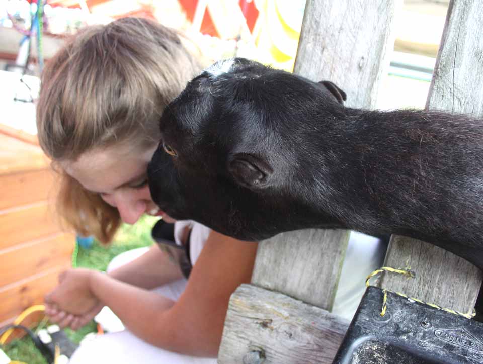 At The Farmers' Museum's 66th annual Juinior Livestock Show, Hartwick's Helen Powers gets a nuzzle from Lucy, 