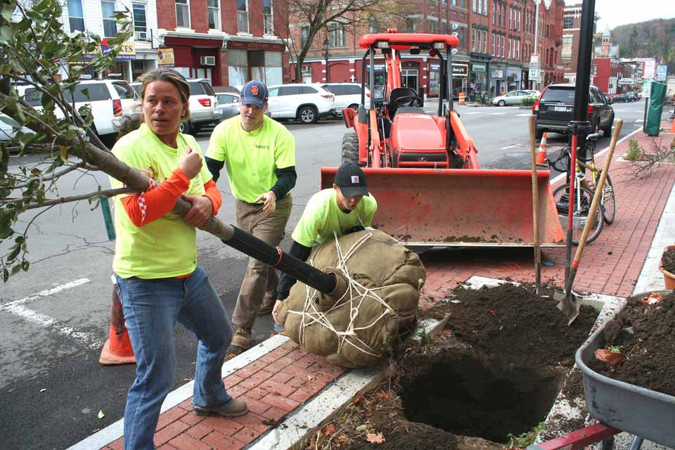 Foreman Angie Dosztan from All Season Landscaping, Lowville, helps Corey Ryan, center, and David Hovendon plant an elm in front of the Cooperstown Vets Club a few minutes ago.   (Jim Kevlin/allotsego.com)