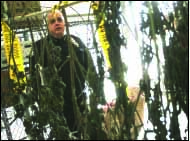 Sheriff Devlin examines a caches of the suspected drug at his Middlefield headquarters. (Ian Austin/The Freeman's Journal)