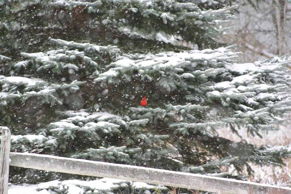 From Bill Glockler's winter wonderland in MIddlefield: Even in dimmest winter, there are signs of better times to come.