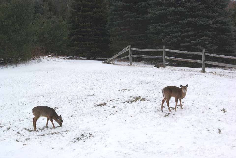 This is Bill Glockler's latest from his winter wonderland in the Town of Middlefield. His caption: Freeloaders!