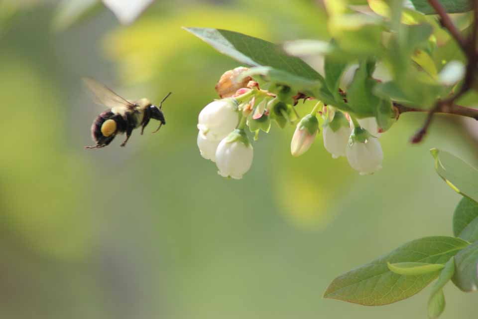 David Ingalls' annual shipment of rented bees are hard at work in his Hartwick Seminary blueberry fields, assisting the arrival of the berries in July. (Grace Cotten/allotsego.com) 