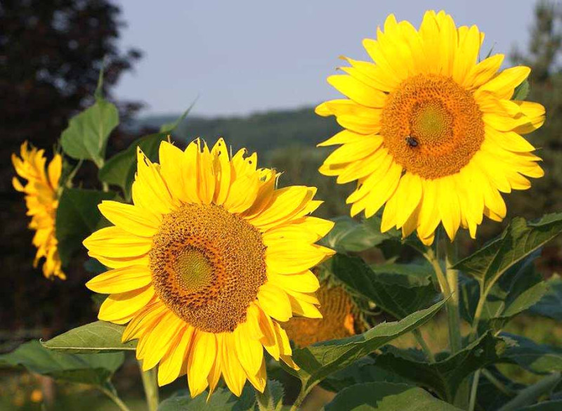 You know the peak of summer is here when the sunflower crop comes in, as it has in the Town of Middlefield, as the latest image from Bill Glockler shows.