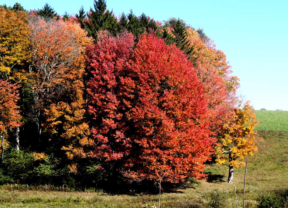 The I Love NY website is reporting foliage is at "midpoint" across Otsego County right now – as this tree on the Middlefield-Worcester road suggests. Thursday will be partly sunny, providing what may be one of the last opportunities to experience the bright colors this fall. (Jim Kevlin/AllOTSEGO.com)