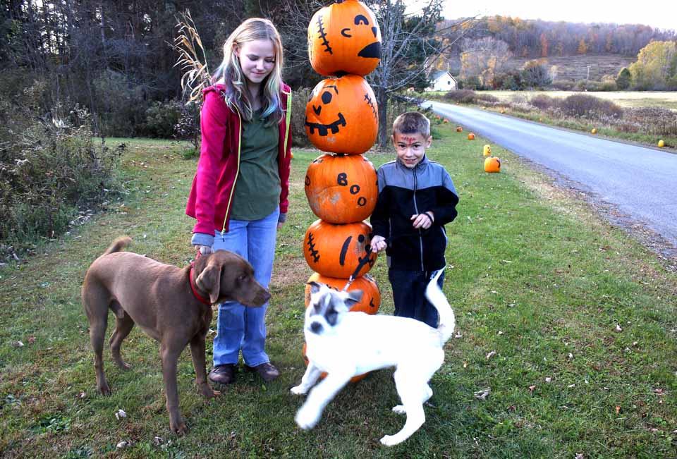 If you want to get in the Halloween mood, take a detour along Tansey Road, Town of Milford, where Abby Waters, 14, her brother Noah, 8, and parents Fred and Mary Jane have decorated dozens of pumpkins along the roadway to herald the upcoming arrival of All Hallow's Eve on Oct. 31. The Waterses got the gourds from neighbor Eddie Skillen, who sells pumpkins down on Route 28, whose bumper crop resulted in more than he could handle. (Jim Kevlin/AllOTSEGO.com)