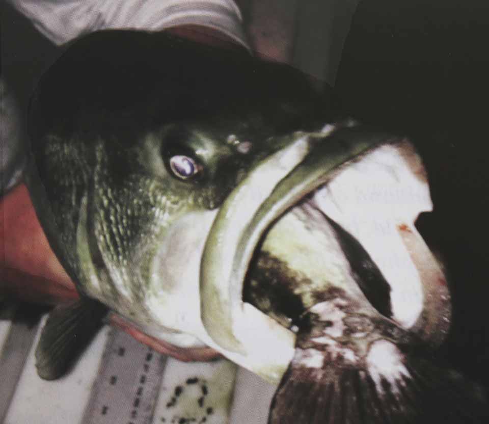 The latest issue of the Biological Field Station Reporter, which arrived in the mail yesterday, reported on the narrow escape of a black bass culled from Moe Pond with a bullhead stuck in its mouth. “Given the size and rigidity of the dorsal and pectoral spines bullheads possess, this bass had a good chance of choking to death,” the Reporter reported. Moe Pond is on the BFS’ Thayer Farm property, above Otsego Lake.