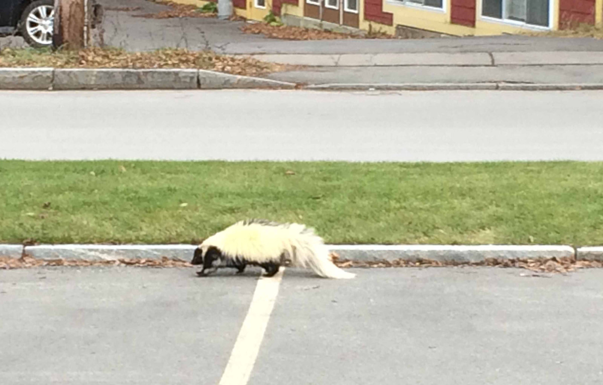 Visitors on Railroad Avenue in Cooperstown got a surprise visit from this skunk late Saturday afternoon, who, after wandering down Railroad Avenue, took a brief turn down Leatherstocking Street, then off to Main Street past Bruce Hall, where Dave LaDuke snapped this photo. Though skunks are normally hibernating this time of year, the weekend's mid-50s weather may have roused this little guy from his slumber.