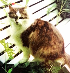 Marjorie Landers has learned of Bootsie's fate.
