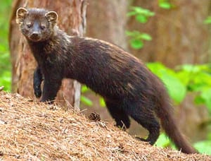 Fisher cats were reintroduced into the Catskills in the 1970s, and since have migrated into Otsego County.