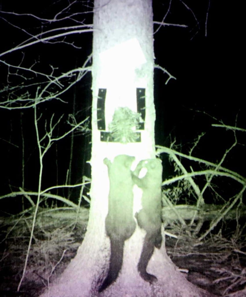 A pair of fisher cats were captured by a DEC camera during mating season, 2013, helping themselves to a beaver carcass in one of Clark's slides.