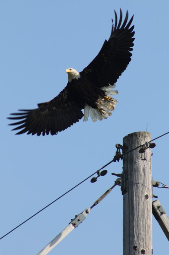 Just ahead of Memorial Day, a Bald Eagle, once endangered species, was spotted over the Colliersville Dam this morning. There are believed to be at least three nesting pairs of eagles in Otsego County. (Ian Austin/AllOTSEGO.com)