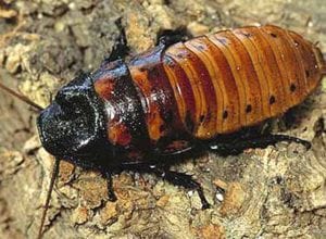 A Madagascar hissing cockroach will be among the Utica Zoomobile's offerings at this Saturday's Vacation Bible School in Cooperstown.