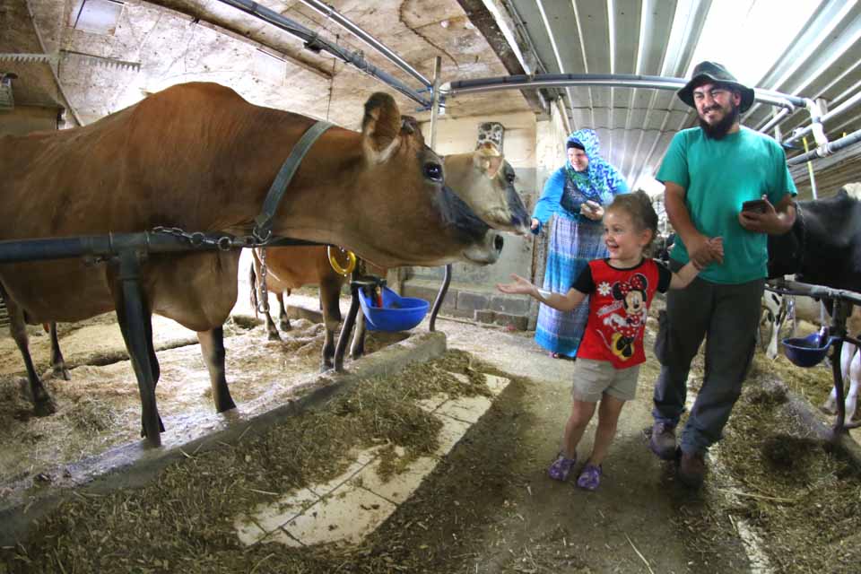Erden Ozdal, Unadilla, daughter Karli Ozdal of Unadilla gets acquainted with one of the milk-making machines at Muddy River Farm, Otego, during the fourth annual Schoharie-Otsego Farm Days. With Karli are parents Erden and Samantha. Two dozen farms in the two counties were open for tours Saturday, organized by the Cooperative Extension Service. (Ian Austin/AllOTSEGO.com)