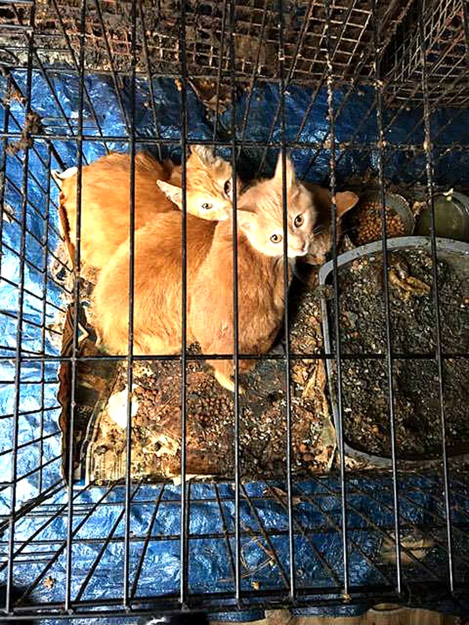 These two cats, in a cage on a feces-covered floor in a West Oneonta home, were among 36 rescued last Thursday and Friday now being tended at the Susquehanna Animal Shelter in Hartwick Seminary. Today, Shelter Director Stacie Haynes wrote an $1,800 check for medications alone for the animals, most of whom are facing at least respiratory problems. The West Oneonta Volunteer Fire Department conducted a drive over the weekend for supplies to tend the cats, but the shelter issued a call for emergency donations to help meet the crisis. Donations may be made via PayPal, or checks may be sent to SAS, 4841 NY-28, Cooperstown, NY 13326.
