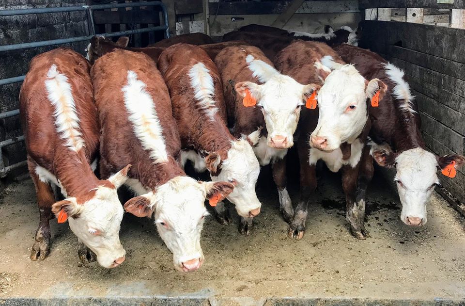 CORONAVIRUS REPORTED AT AUCTION BARN All Otsego