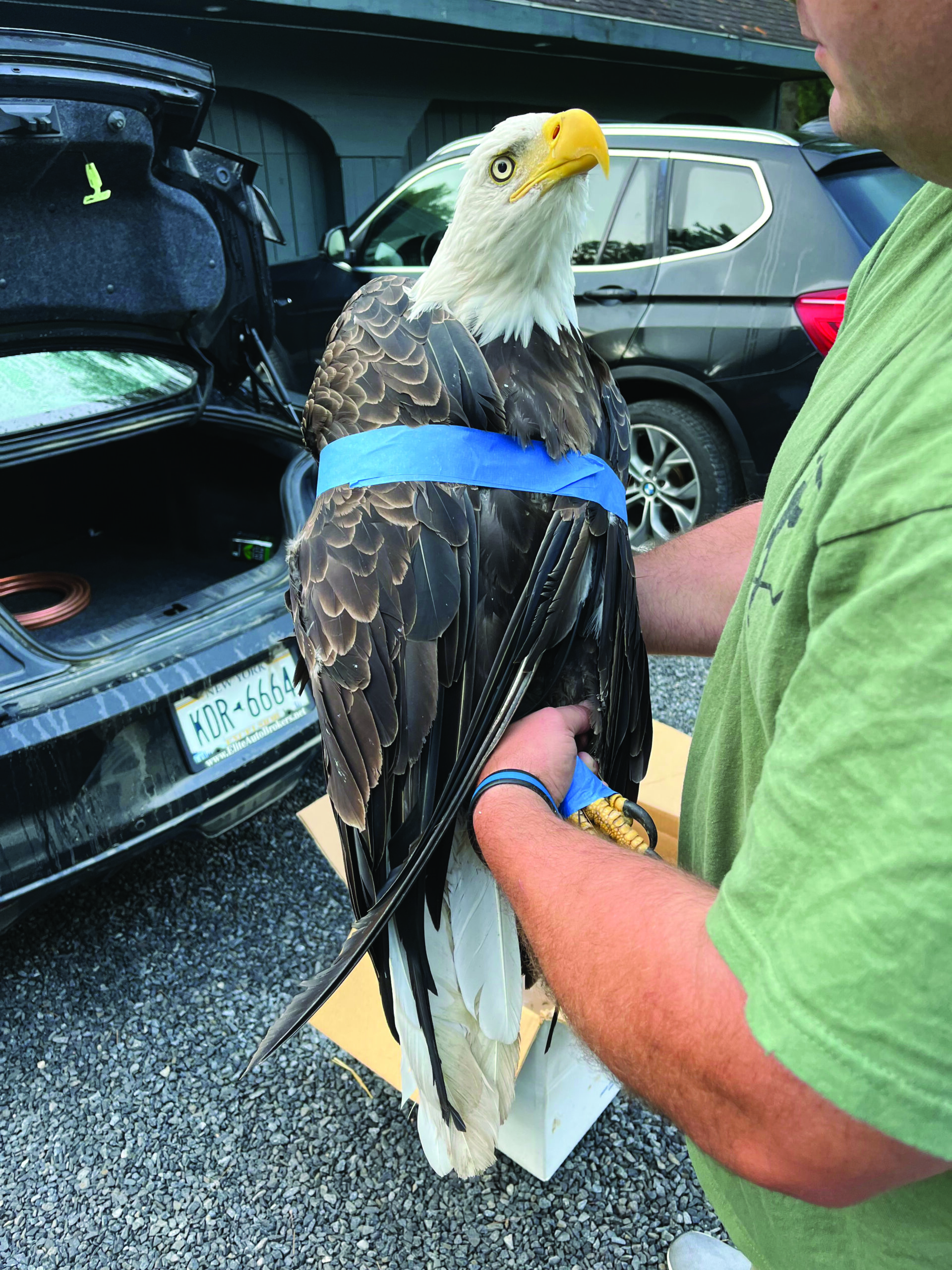 Wild Things Get Rescued | AllOTSEGO.com